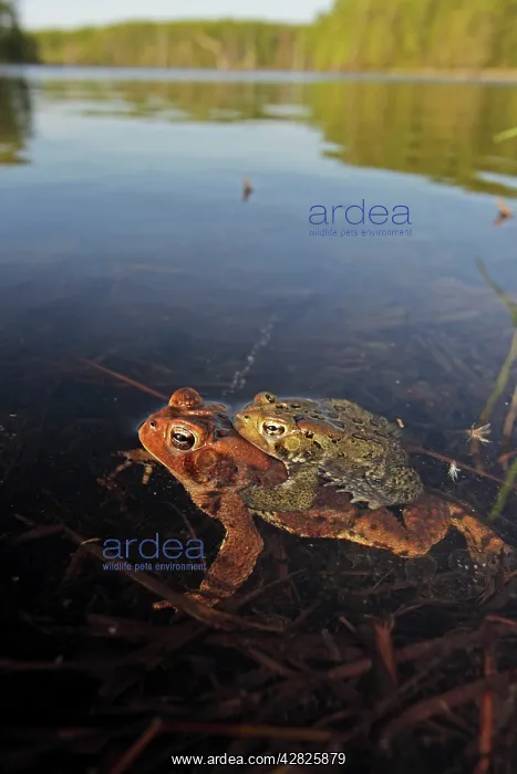 : American Toad - Pair in amplexus - Laying eggs : American Toad - Pair in amplexus - Laying eggs