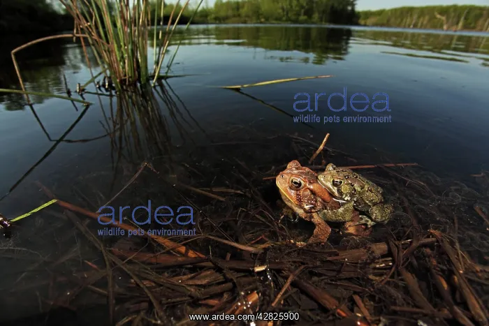 : American Toad - Pair in amplexus - Laying eggs : American Toad - Pair in amplexus - Laying eggs