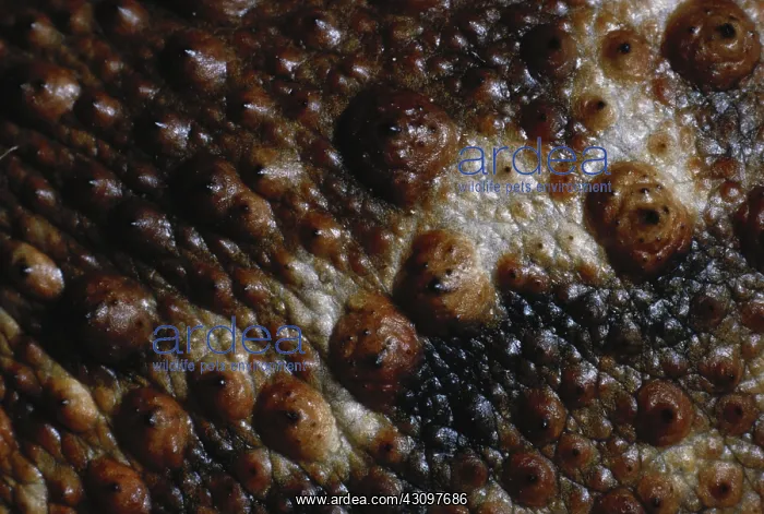 : American Toad Skin : American Toad Skin