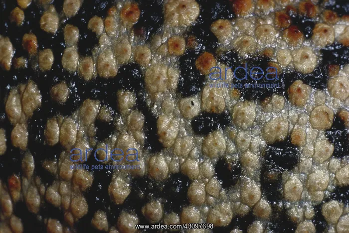 : American Toad Skin : American Toad Skin