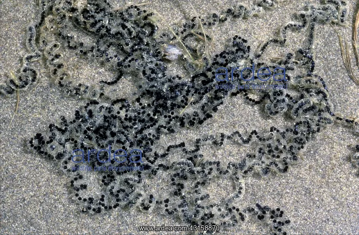 : American toad spawn : American toad spawn