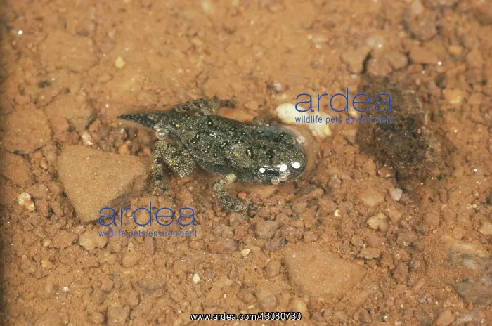 : American Toad Tadpole : American Toad Tadpole