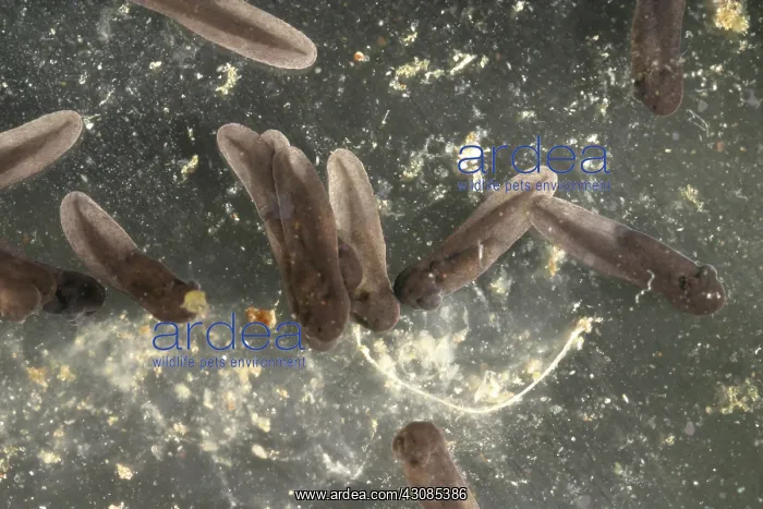 : American Toad tadpoles : American Toad tadpoles