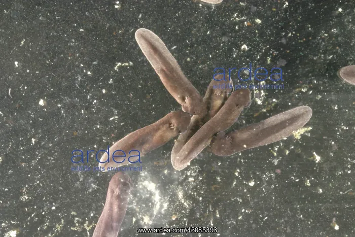 : American Toad tadpoles : American Toad tadpoles