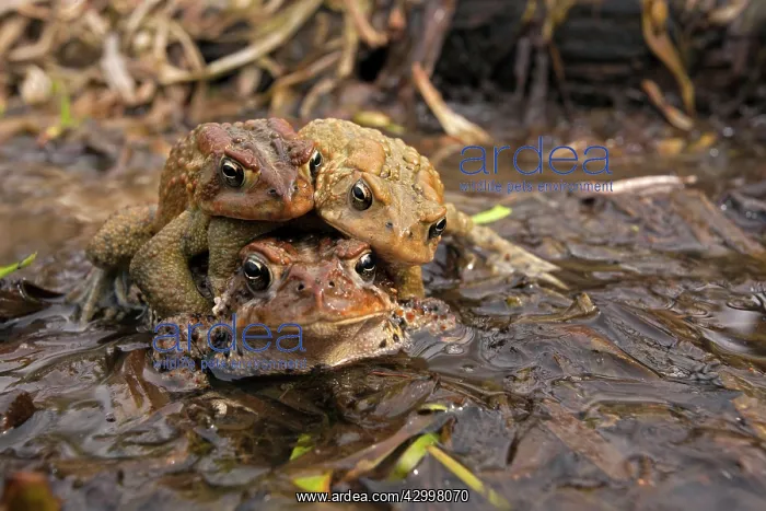 : American Toad - toad ball - males attempting to mate with fe : American Toad - toad ball - males attempting to mate with fe