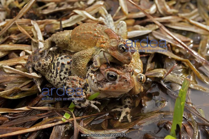 : American Toad - toad ball - males attempting to mate with fe : American Toad - toad ball - males attempting to mate with fe