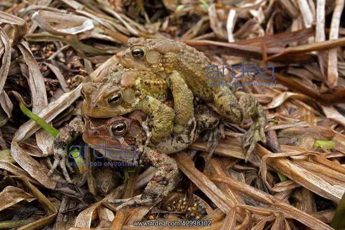  : American Toad - toad ball - males attempting to mate with fe