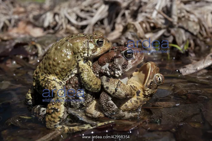 : American Toad - toad ball - males attempting to mate with fe : American Toad - toad ball - males attempting to mate with fe