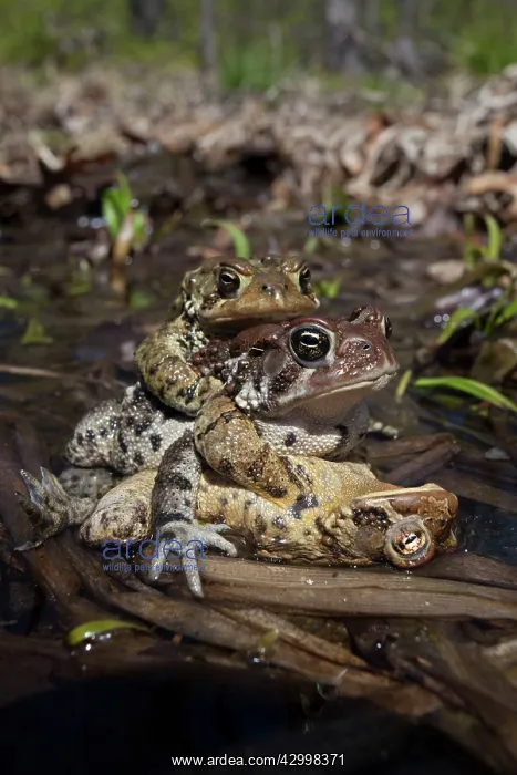 : American Toad - toad ball - males attempting to mate with fe : American Toad - toad ball - males attempting to mate with fe