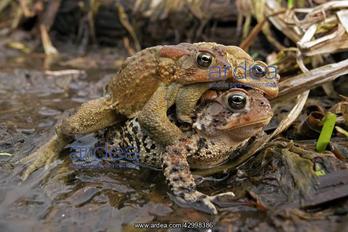 : American Toad - toad ball - males attempting to mate with fe : American Toad - toad ball - males attempting to mate with fe