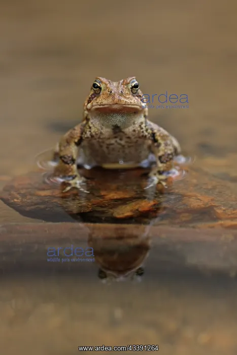: American toads (Anaxyrus americanus), male, Maryland : American toads (Anaxyrus americanus), male, Maryland