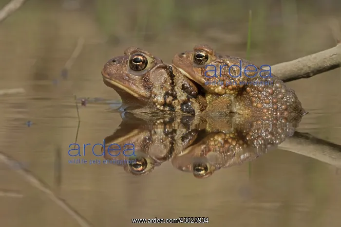 : American toads, Anaxyrus americanus, formerly Bufo ameri : American toads, Anaxyrus americanus, formerly Bufo ameri