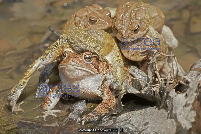 : American toads, Anaxyrus americanus, formerly Bufo ameri : American toads, Anaxyrus americanus, formerly Bufo ameri