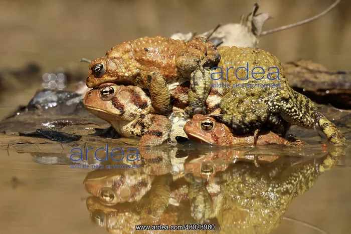 : American toads, Anaxyrus americanus, formerly Bufo ameri : American toads, Anaxyrus americanus, formerly Bufo ameri