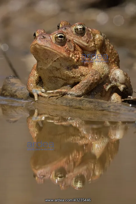 : American toads, Anaxyrus americanus, formerly Bufo ameri : American toads, Anaxyrus americanus, formerly Bufo ameri