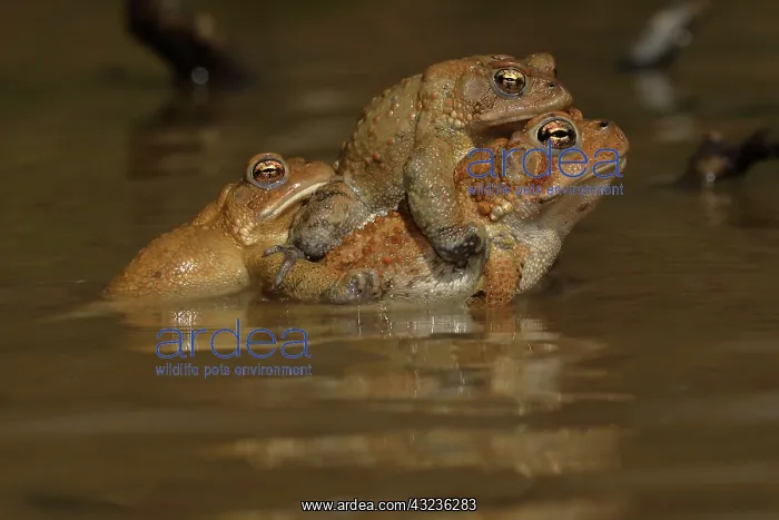 : American toads, Anaxyrus americanus, formerly Bufo ameri : American toads, Anaxyrus americanus, formerly Bufo ameri