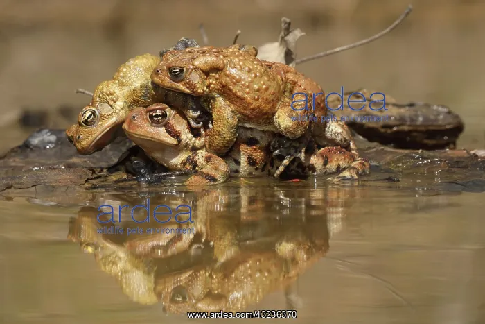: American toads, Anaxyrus americanus, formerly Bufo ameri : American toads, Anaxyrus americanus, formerly Bufo ameri
