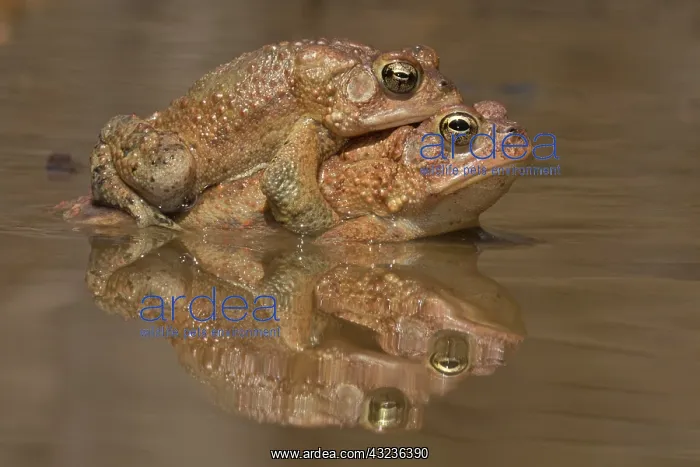 : American toads, Anaxyrus americanus, formerly Bufo ameri : American toads, Anaxyrus americanus, formerly Bufo ameri