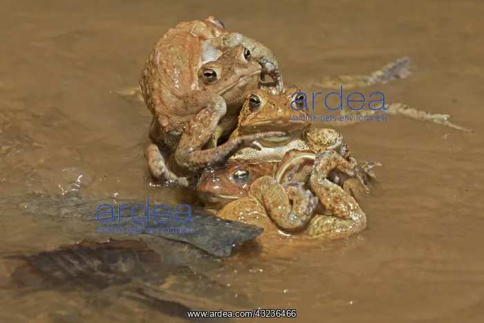  : American toads, Anaxyrus americanus, formerly Bufo ameri