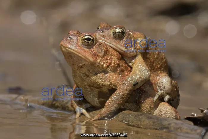 : American toads, Anaxyrus americanus, formerly Bufo ameri : American toads, Anaxyrus americanus, formerly Bufo ameri