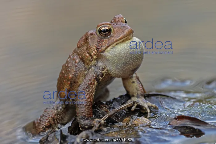 : American toads (Anaxyrus americanus), male calling : American toads (Anaxyrus americanus), male calling