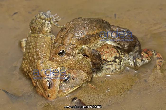 : American toads (Anaxyrus americanus), toad knot : American toads (Anaxyrus americanus), toad knot