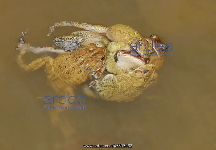  : American toads (Anaxyrus americanus), toad knot