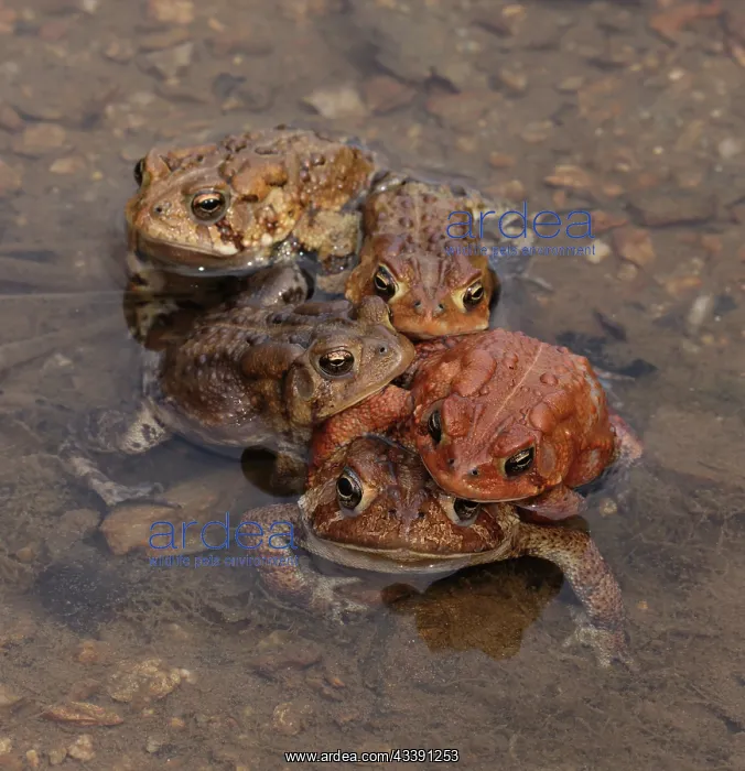 : American toads (Anaxyrus americanus), toad knot : American toads (Anaxyrus americanus), toad knot