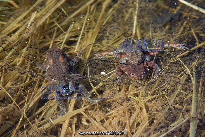 : American Toads mating : American Toads mating