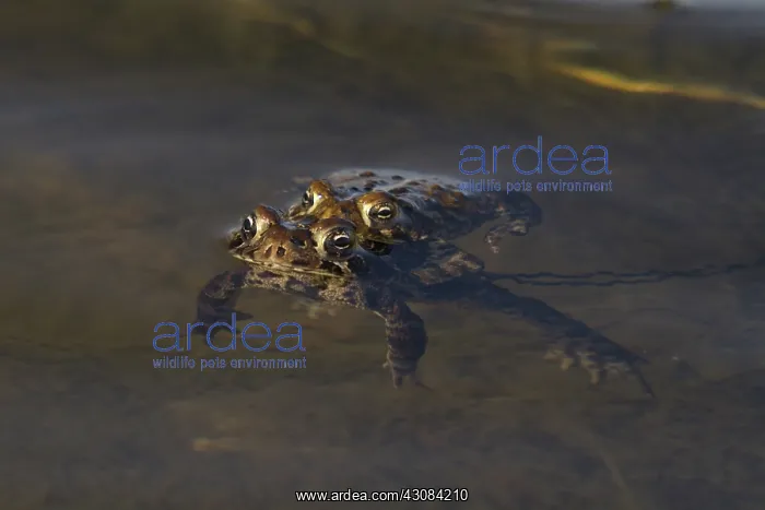 : American Toads Mating : American Toads Mating
