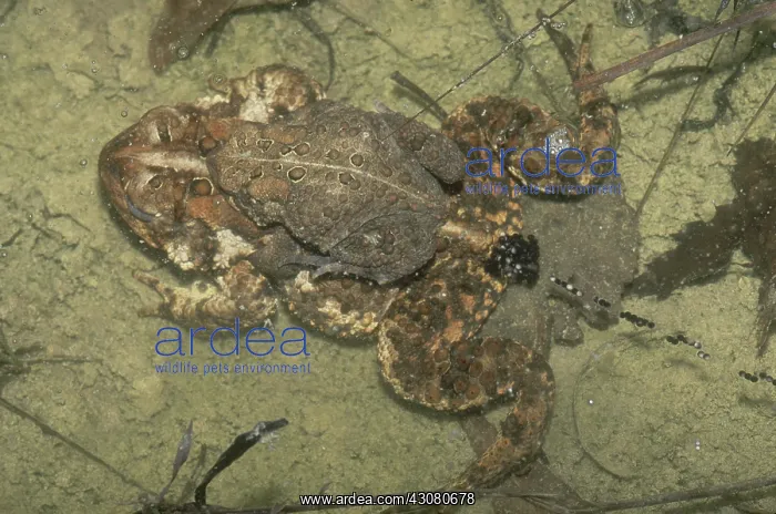 : American Toads Spawning : American Toads Spawning