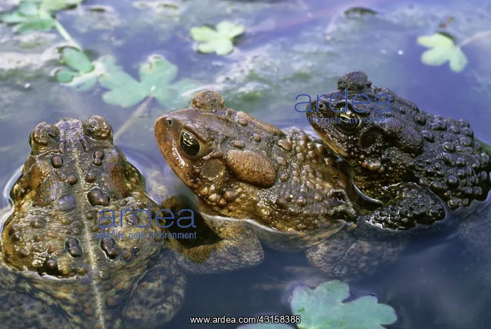 : American Toads in vernal pond : American Toads in vernal pond