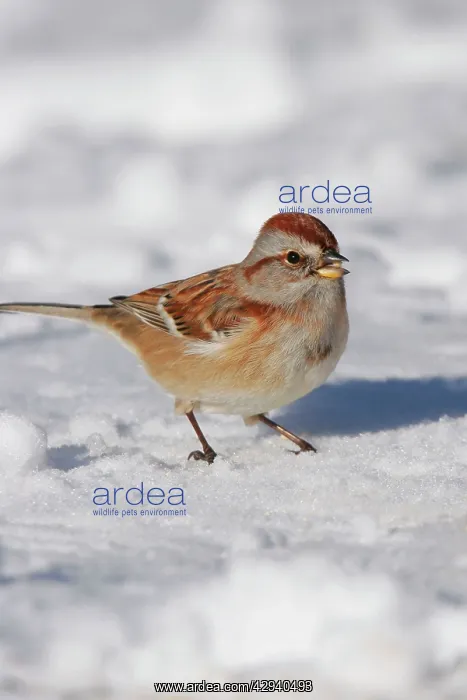 : American Tree Sparrow : American Tree Sparrow