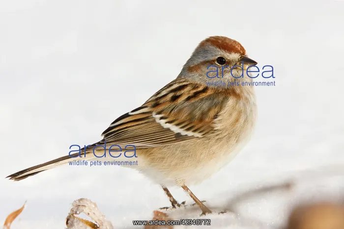 : American Tree Sparrow : American Tree Sparrow