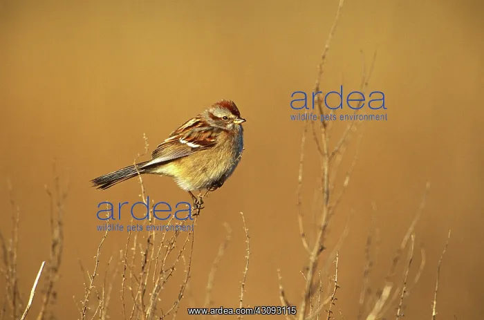 : American Tree Sparrow : American Tree Sparrow