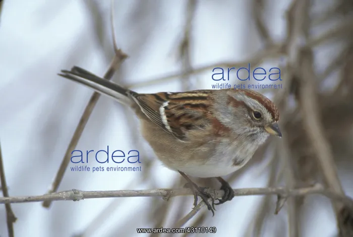 : American Tree Sparrow : American Tree Sparrow