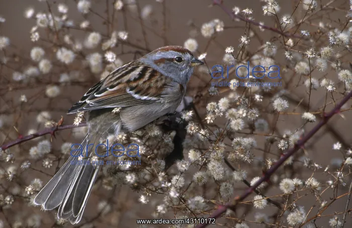 : American Tree Sparrow : American Tree Sparrow