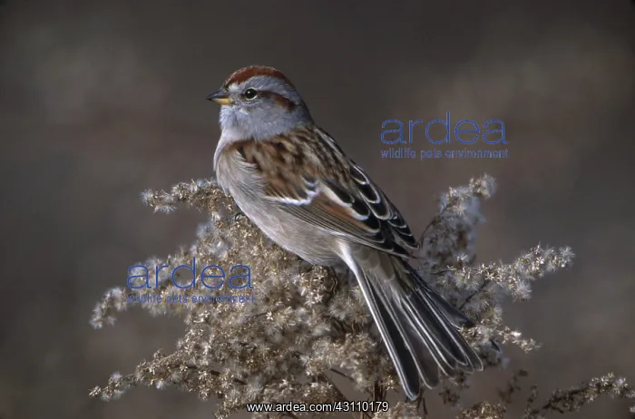 : American Tree Sparrow : American Tree Sparrow