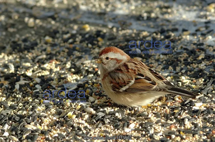 : American Tree Sparrow : American Tree Sparrow