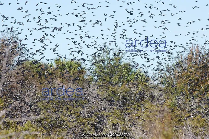 : American Tree Sparrow - flock in flight in winter : American Tree Sparrow - flock in flight in winter