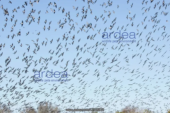 : American Tree Sparrow - flock in flight in winter : American Tree Sparrow - flock in flight in winter