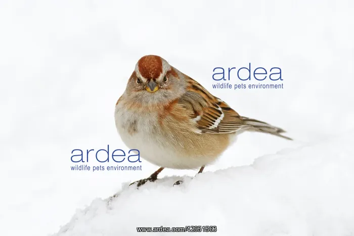 : American Tree Sparrow - in snow : American Tree Sparrow - in snow