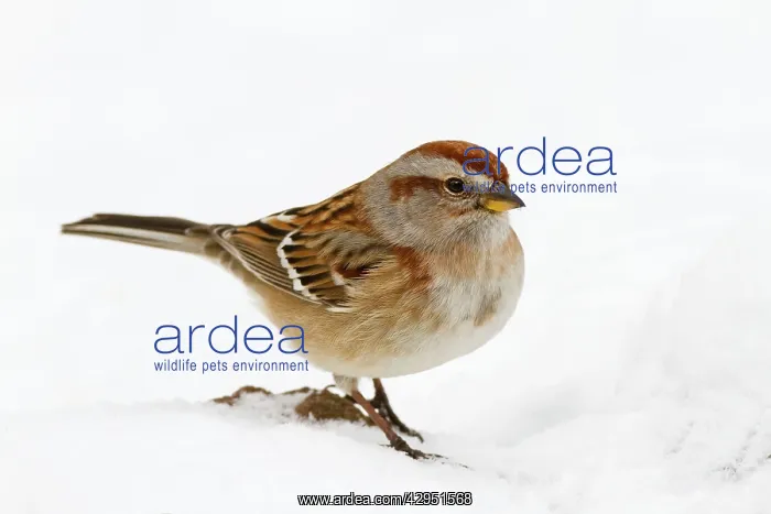 : American Tree Sparrow - in snow : American Tree Sparrow - in snow