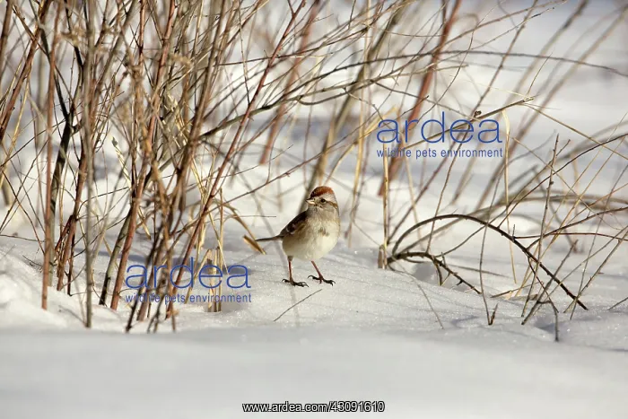 : American Tree Sparrow (Spizella arborea) : American Tree Sparrow (Spizella arborea)