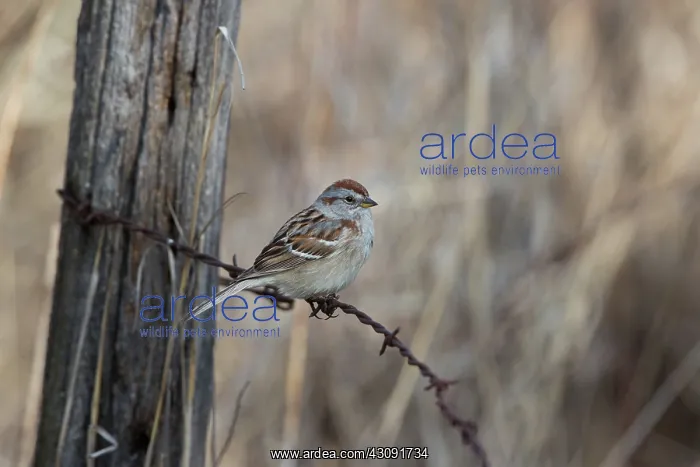 : American Tree Sparrow (Spizella arborea) : American Tree Sparrow (Spizella arborea)