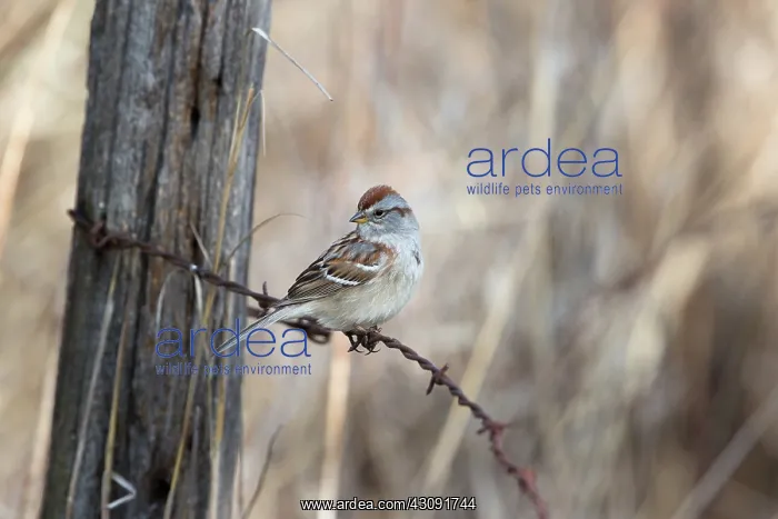 : American Tree Sparrow (Spizella arborea) : American Tree Sparrow (Spizella arborea)