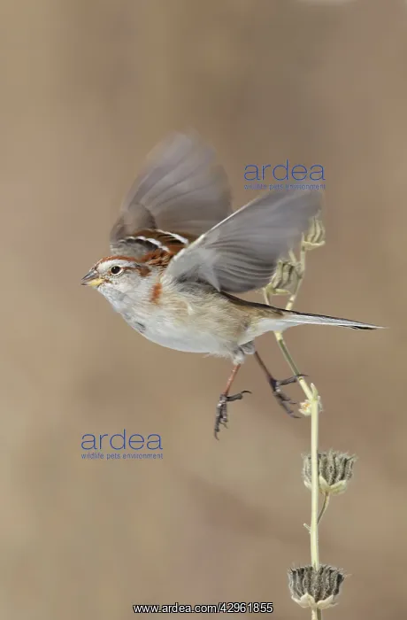 : American Tree Sparrow - taking flight - in winter : American Tree Sparrow - taking flight - in winter