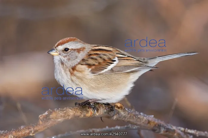  : American Tree Sparrow - winter CT