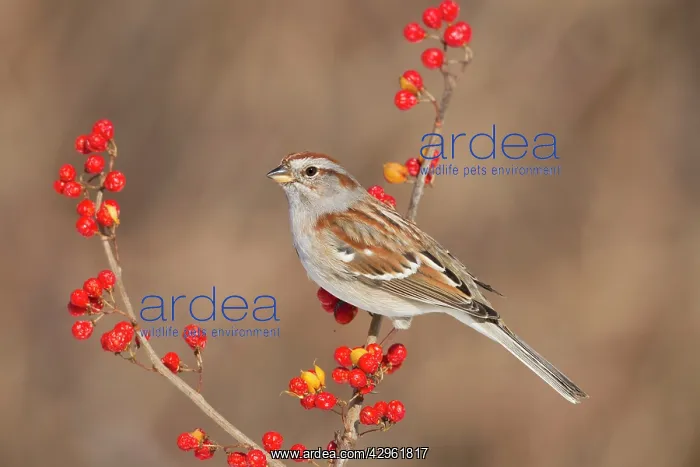 : American Tree Sparrow - in winter - February : American Tree Sparrow - in winter - February