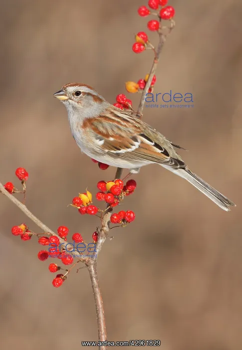 : American Tree Sparrow - in winter - February : American Tree Sparrow - in winter - February